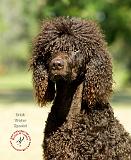 Irish Water Spaniel 9R032D-363